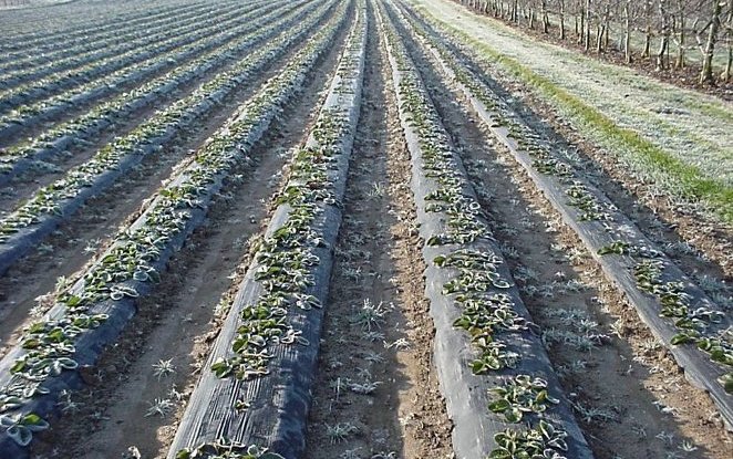 Mater-Bi in agricoltura: l’esperienza Novamont raccontata al MacFrut di Rimini 